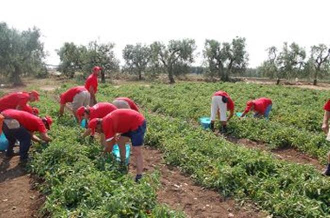 Sfruttamento di manodopera agricola: due condanne a Taranto