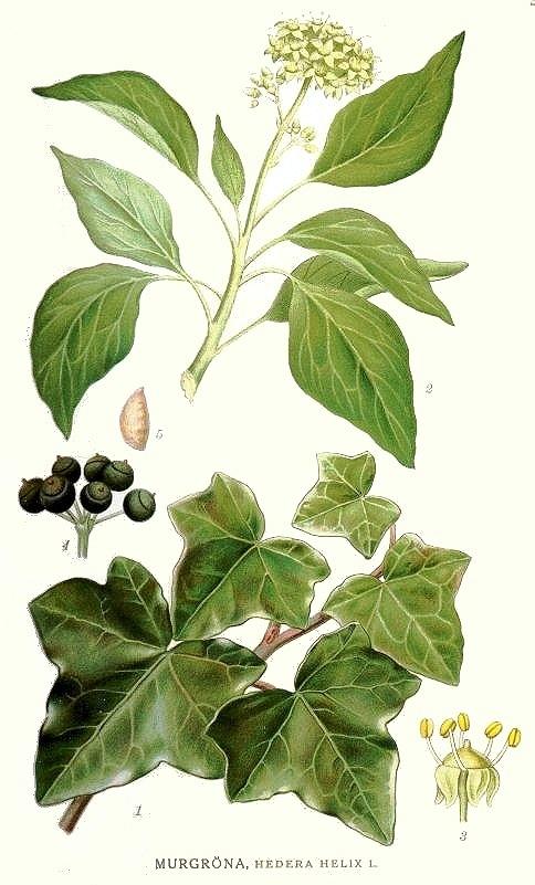 L' edera tra mito, magia e medicina popolare