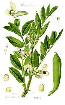 Le fave nella tradizione. Alimentazione, medicina, credenze popolari, proverbi e mito