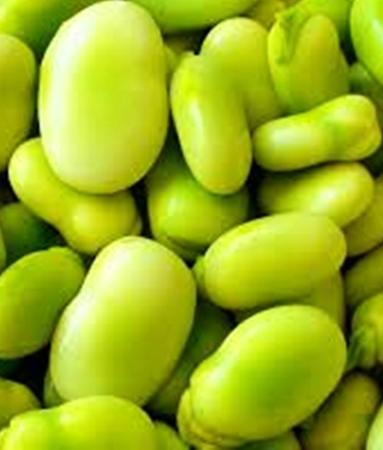 Le fave nella tradizione. Alimentazione, medicina, credenze popolari, proverbi e mito