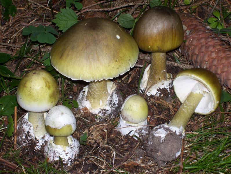 Mangiano funghi velenosi, famiglia intossicata a Ginosa
