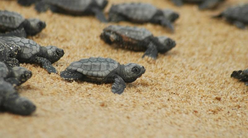 La tartaruga marina preferisce nidificare in Puglia: Due nidi di Caretta caretta nel Leccese