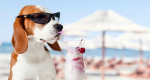 Cani in spiaggia, Regione Puglia modifica la legge. I comuni dovranno individuare la spiaggia libera con apposita segnaletica