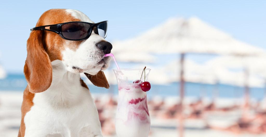 Cani in spiaggia, Regione Puglia modifica la legge. I comuni dovranno individuare la spiaggia libera con apposita segnaletica