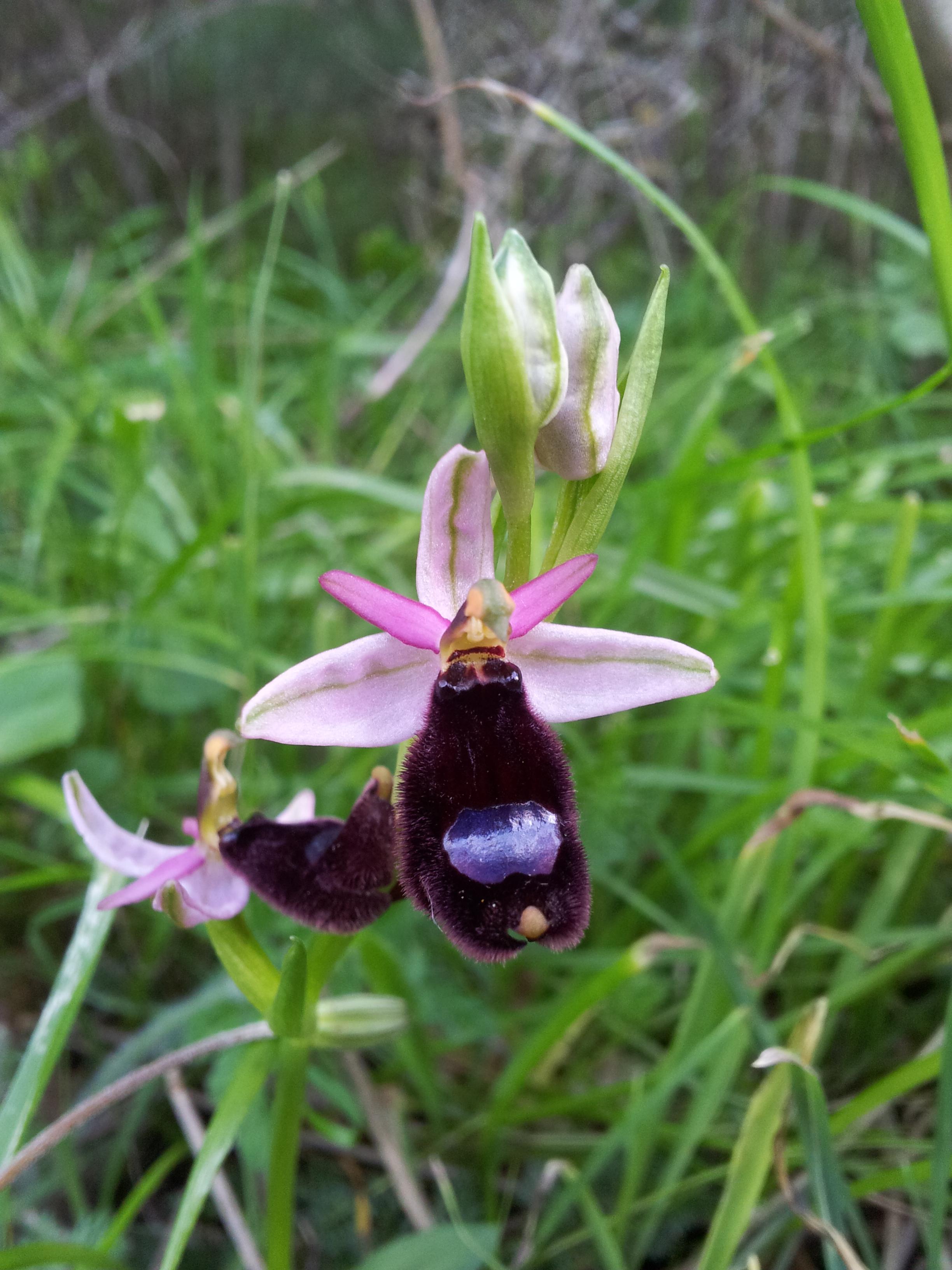 Orchidaceae e orchidee spontanee: dal mito alla magia e alla medicina popolare