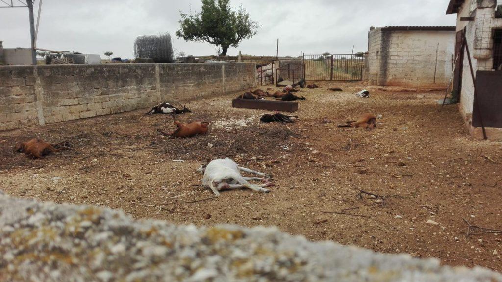 Lupi assaltano un allevamento a Gioia del Colle, decine di capre uccise. Confagricoltura Bari: “Le Istituzioni diano risposte concrete per arginare il problema”