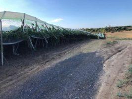 Meteo pazzo, Cia Puglia: “Danni anche alle strutture agricole”