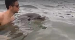 Peschici, mamma delfino con il suo cucciolo giocano tra i bagnanti - IL VIDEO