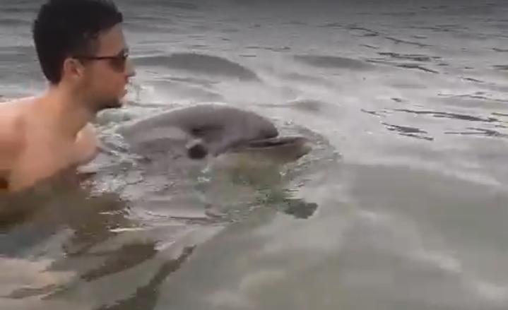 Peschici, mamma delfino con il suo cucciolo giocano tra i bagnanti - IL VIDEO
