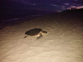 Nido di tartaruga marina Caretta caretta è stato scoperto questa mattina sulla spiaggia di San Pietro in Bevagna