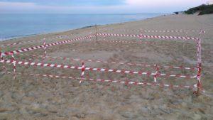 Nido di tartaruga marina Caretta caretta è stato scoperto questa mattina sulla spiaggia di San Pietro in Bevagna