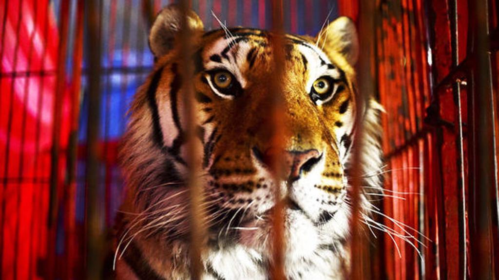 Addestratore sbranato da una tigre durante le prove al Circo Orfei