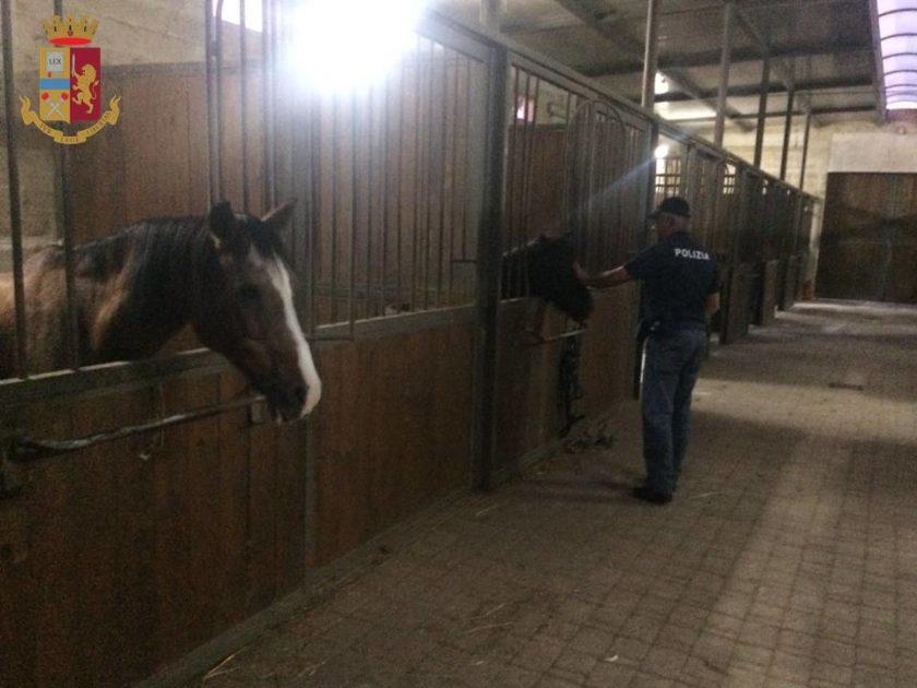 Manduria, un cavallo ferito ed altri custoditi in precarie condizioni igieniche, denunciato il proprietario del maneggio per maltrattamenti di animali