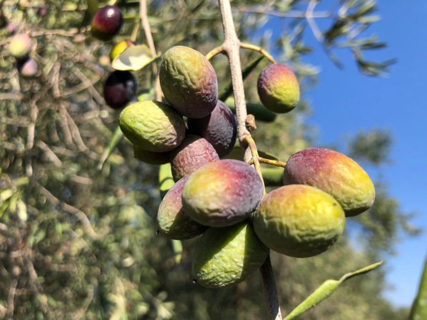 Siccità record a ottobre, Cia Puglia: "Olive avvizzite e campi a secco. È già calamità"