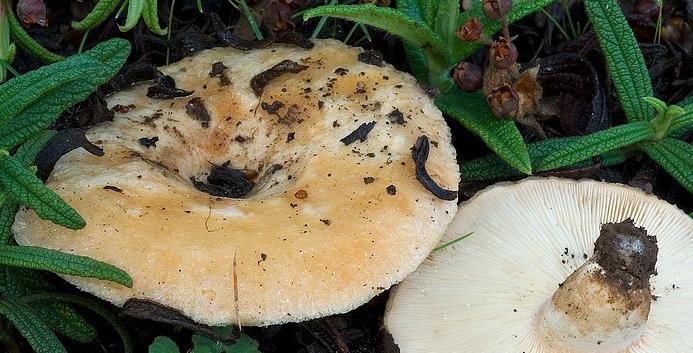 LU “MUCCHIARIEDDU” (Lactarius tesquorum Malençon): commestibile nella storia e nella tradizione locale ma non inserito nelle liste “ufficiali” dei funghi commestibili