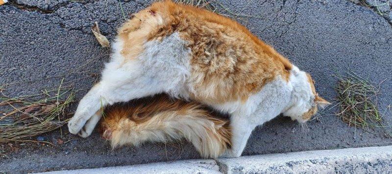 Orrore a Capodanno a Brindisi: gatto imbottito di petardi e fatto esplodere