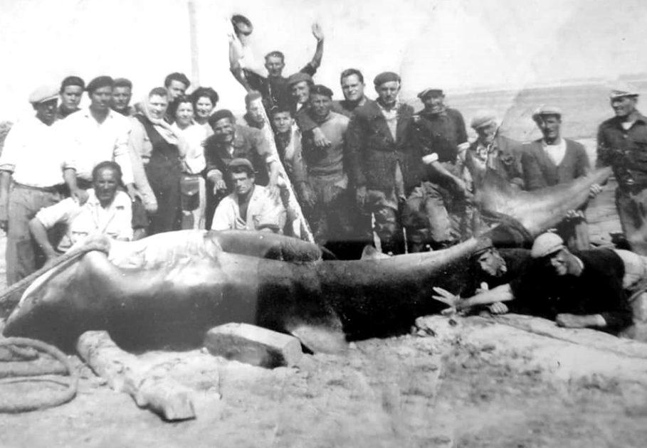 Anno 1955: alla tonnara di Torre Ovo, pescato uno squalo smeriglio