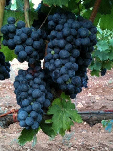 Difesa del Primitivo: Puglia Compatta. Il Gal Terre del Primitivo plaude alla mozione del Consiglio regionale a tutela del prezioso vino.