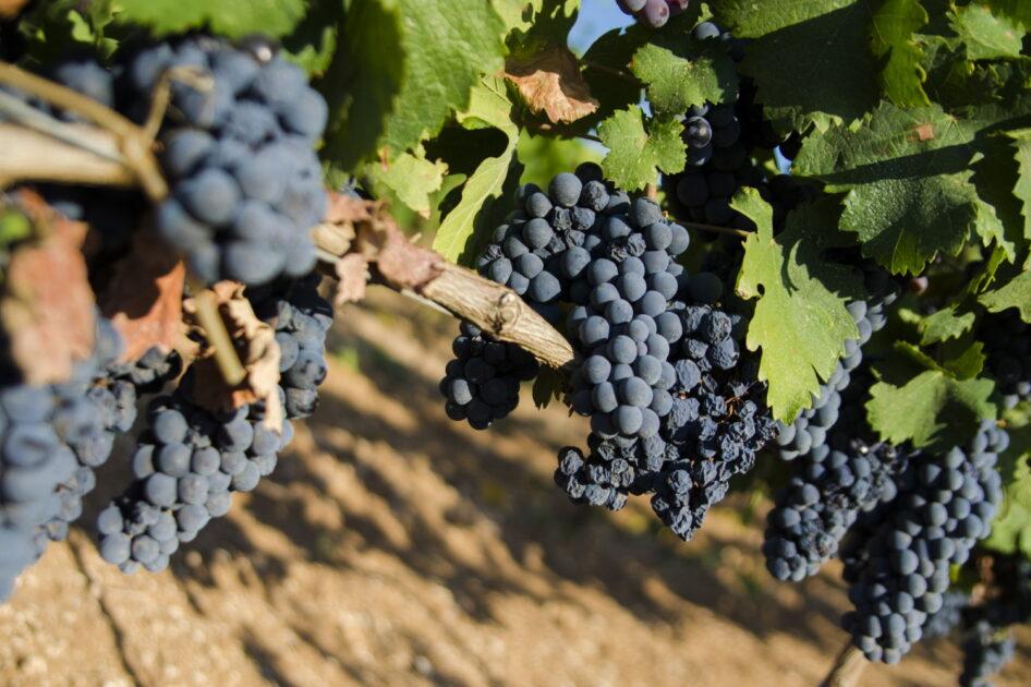 Tutti insieme verso la docg, qualità certificata e garantita per il Primitivo di Manduria: il Consorzio di Tutela incontra i viticoltori