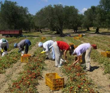 Lizzano, titolare azienda agricola costringeva le operaie ad avere rapporti sessuali. Arrestato 56enne 1 Lizzano, titolare azienda agricola costringeva le operaie ad avere rapporti sessuali. Arrestato 56enne