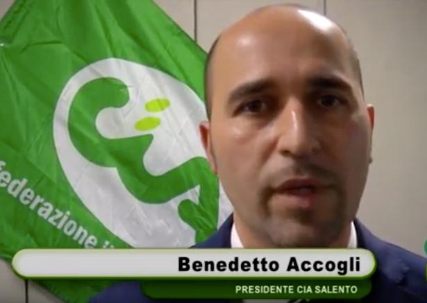 Rigenerazione olivicola, Cia Salento: “Troppe aziende sono state escluse”