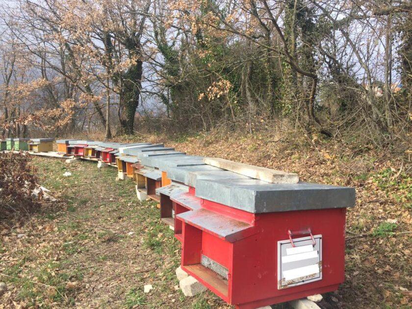 Miele di Puglia, 19mila alveari e 400 apicoltori: nasce “Apicoltura” per la svolta
