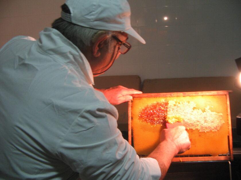 Miele di Puglia, 19mila alveari e 400 apicoltori: nasce “Apicoltura” per la svolta