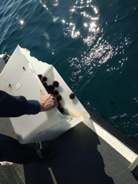 Guardia Costiera di Taranto sequestro ricci di mare