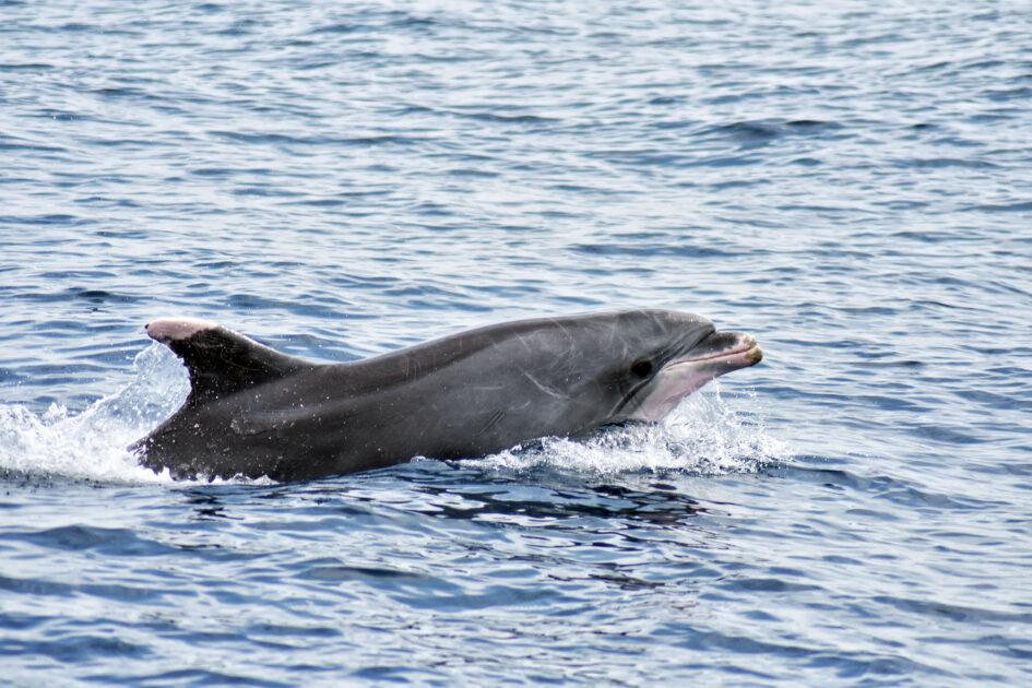 Ecco come conservare i cetacei nel Golfo di Taranto!