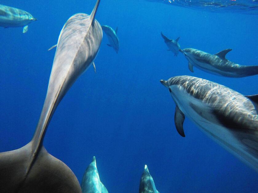 Ecco come conservare i cetacei nel Golfo di Taranto!