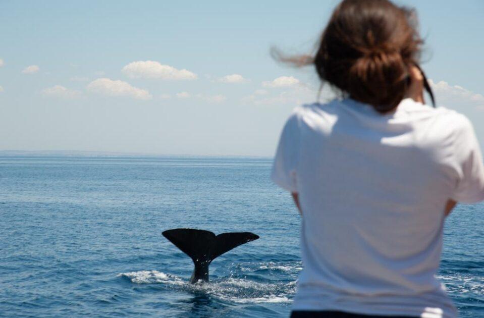 SailGp, Jonian Dolphin Conservation e WWF per la salvaguardia dei cetacei