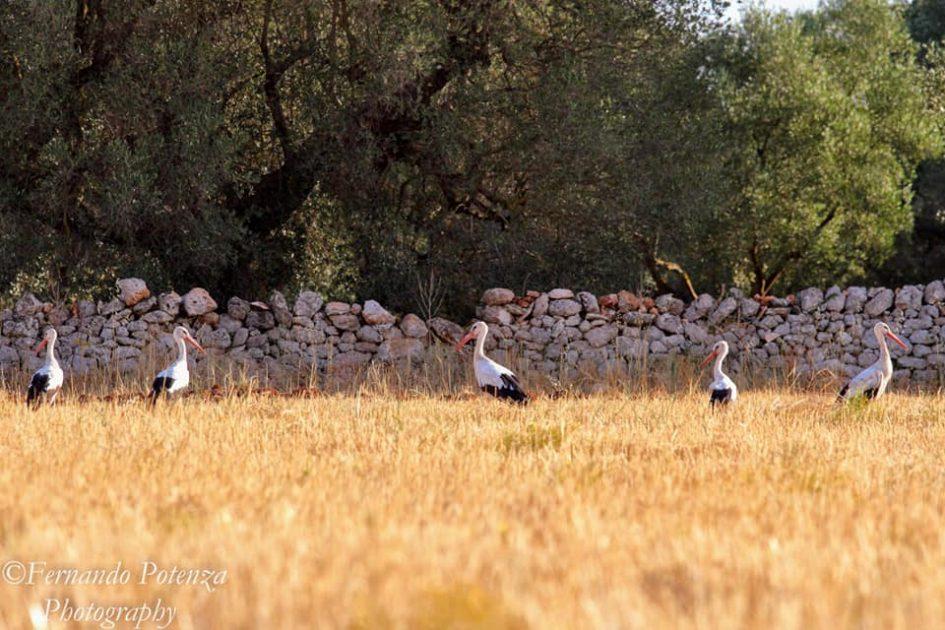 Stormo di cicogne bianche fa tappa nella campagna di Manduria. Le foto
