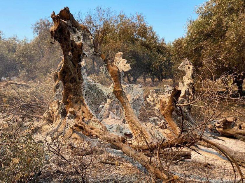 GRECIA - Distrutto dalle fiamme un albero di ulivo di 2500 anni