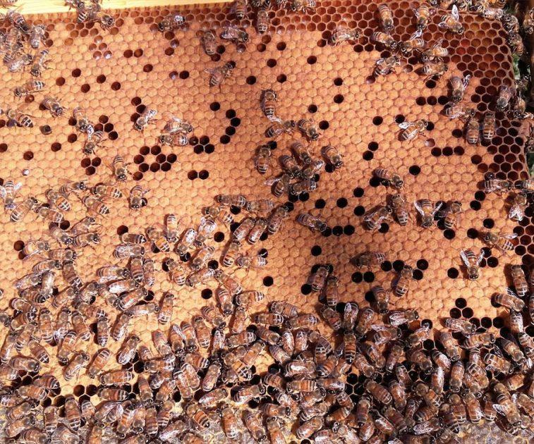  CIA Puglia alla Regione: “Stato di Calamità per l’apicoltura e le altre colture”
