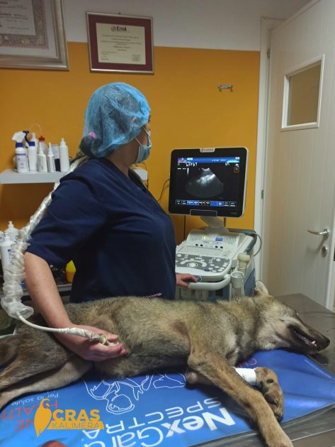 Soccorso un cucciolo di lupo investito in Salento, in cura al Cras di Calimera