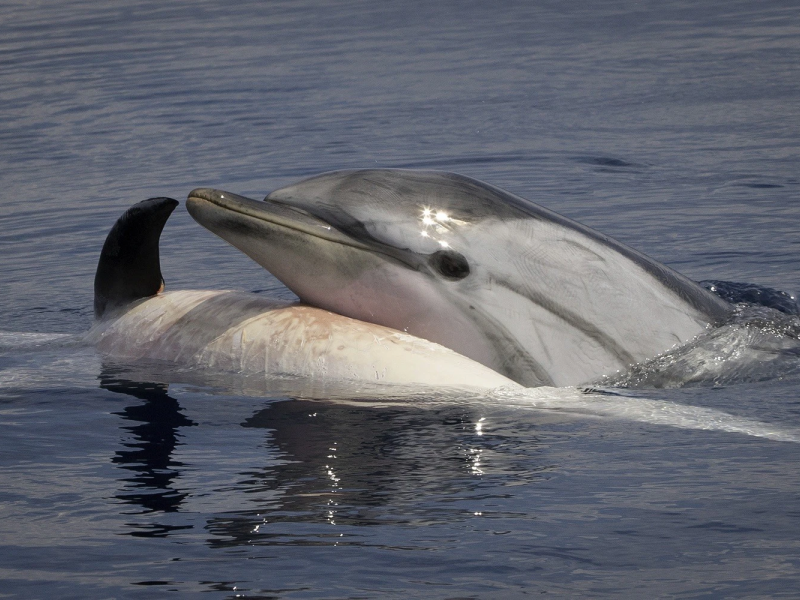 Mamma delfino sorregge il cucciolo morto cercando di rianimarlo: la storia che commuove il web