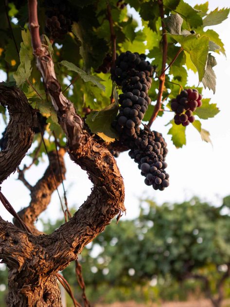 Terminata la vendemmia 2021 per il Primitivo di Manduria: posticipata e ottima qualità delle uve.
