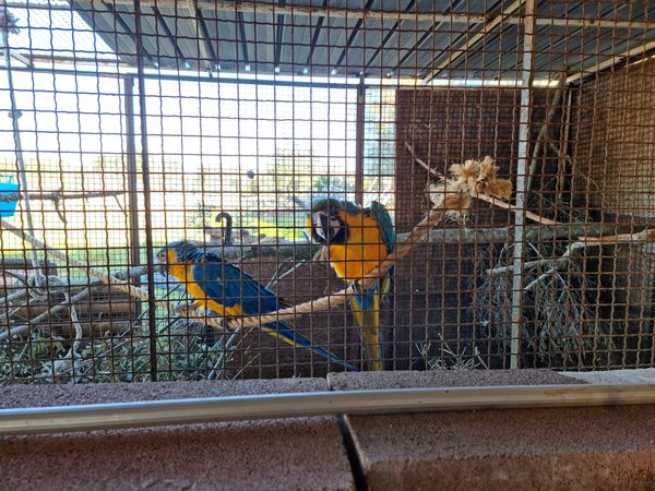 Ladri rubano pappagalli Ararauna e Arlecchino. Il proprietario lancia un avviso