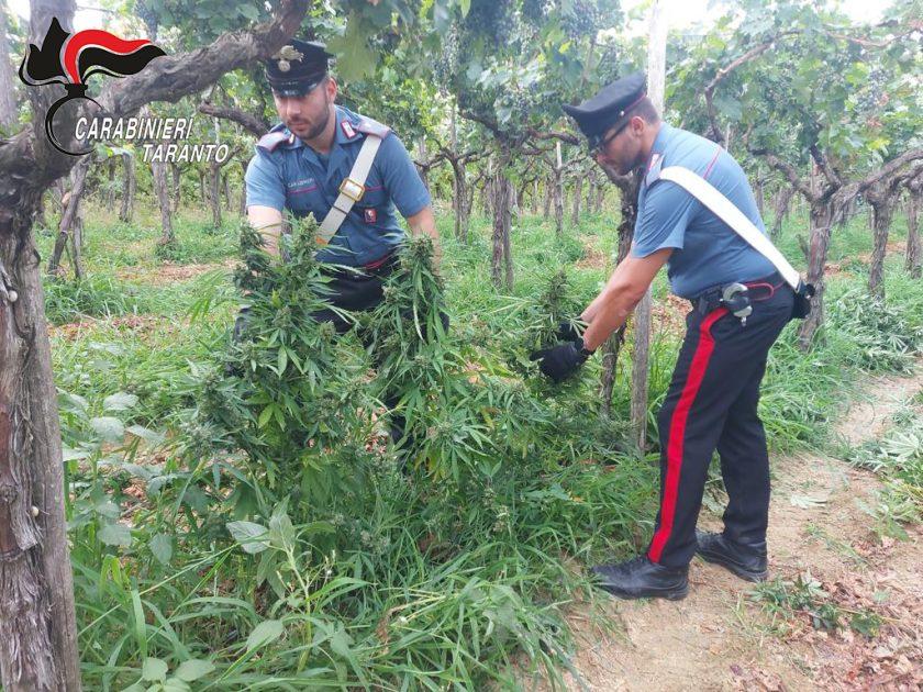 Laterza (TA): Individuata in un vigneto una piantagione di marijuana. Arrestati i tre presunti “coltivatori”