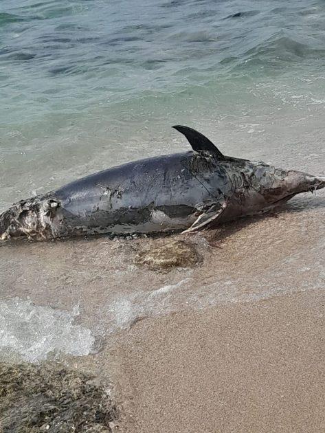 Maruggio - Tre delfini sono stati rinvenuti spiaggiati ieri mattina in vari punti del litorale Maruggese