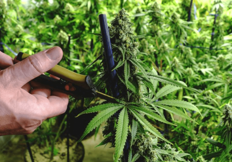 Taranto - Coltivava marijuana nella propria abitazione: arrestato in flagranza dalla Polizia di Stato 1 Taranto - Coltivava marijuana nella propria abitazione: arrestato in flagranza dalla Polizia di Stato