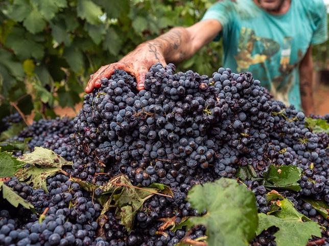 Confagricoltura Puglia, Lazzàro: “Prezzo uve Primitivo, va restituita dignità ai produttori”