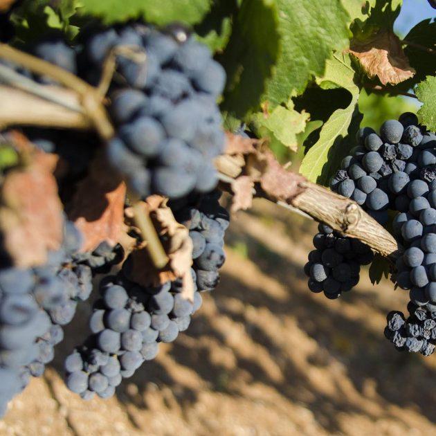 Il Consorzio di Tutela non ha la facoltà di intervenire sul prezzo di vendita delle uve Primitivo di Manduria
