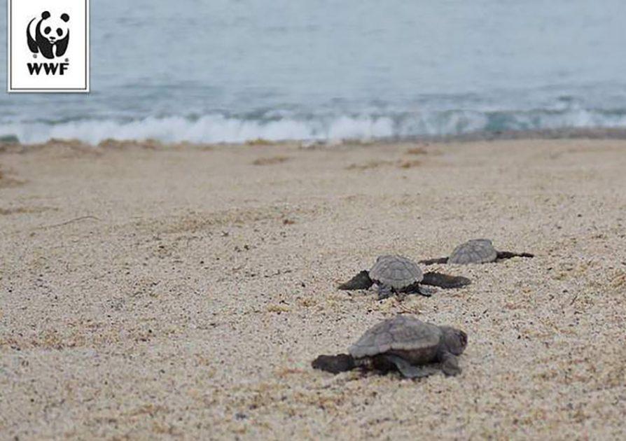 Nascono 88 tartarughe Caretta caretta a Marina di Taranto