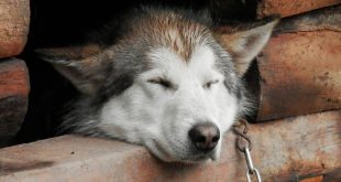 La Cassazione: fino a un anno e mezzo di reclusione e oltre 15 mila euro di multa a chi lascia morire il cane in catena