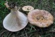 A Manduria un corso per raccogliere i funghi in sicurezza