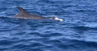 Mamma delfino trascina il cucciolo morto e cerca di rianimarlo. Il video che commuove il web