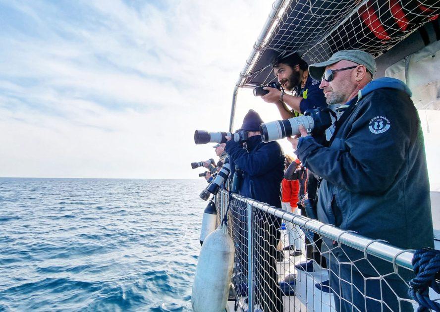 Con le “Pelagic Trip” della Jonian Dolphin Conservation torna il Birdwatching nel Golfo di Taranto