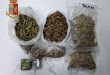 Manduria, coltivava piante di marijuana nella propria abitazione: arrestato trentenne manduriano