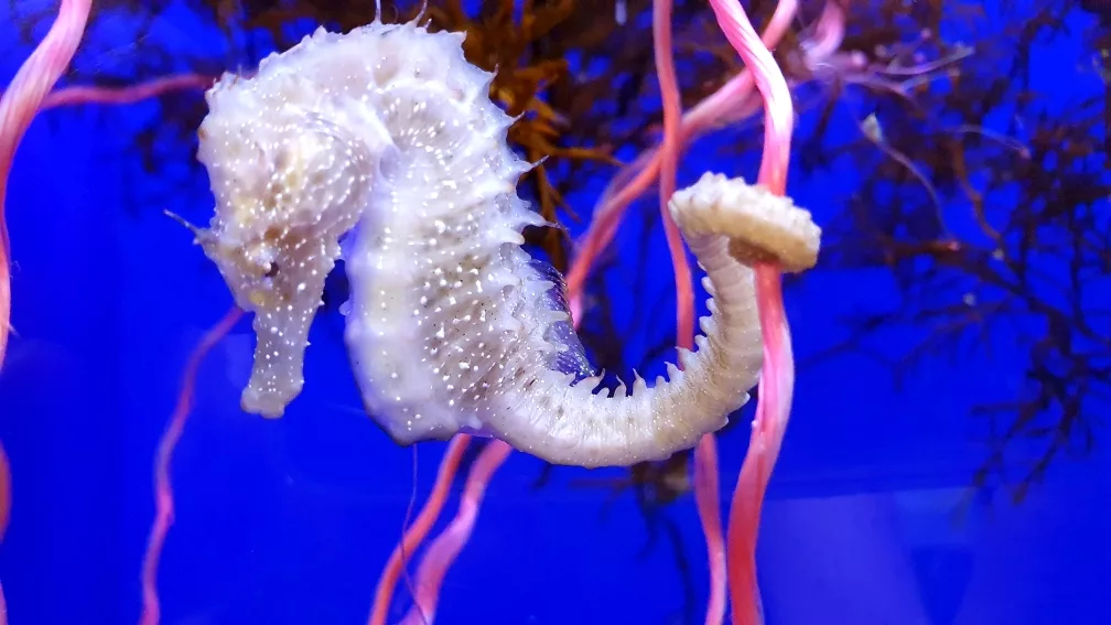 Cavallucci mediterranei Taranto c o Acquario di Genova 4 bassa Cavallucci mediterranei Taranto c o Acquario di Genova 4 bassa